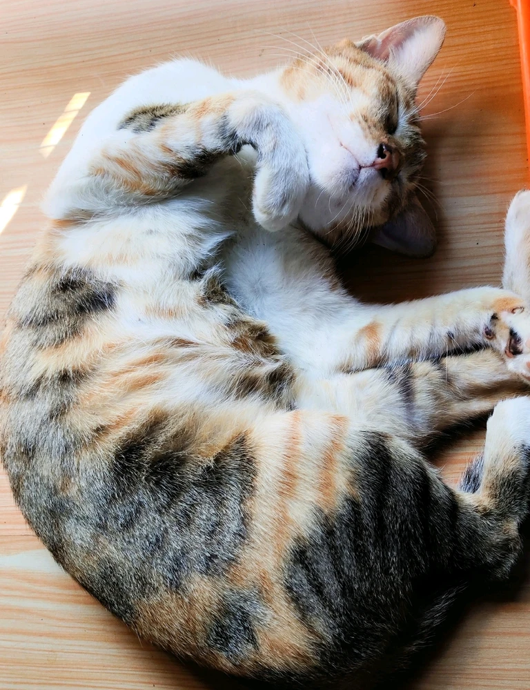 GIF uploaded by Maple