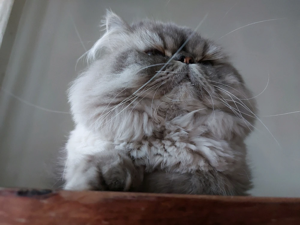 GIF uploaded by REINKAΩS