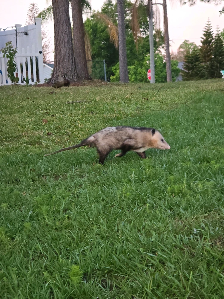 Image uploaded by StinkyCheese