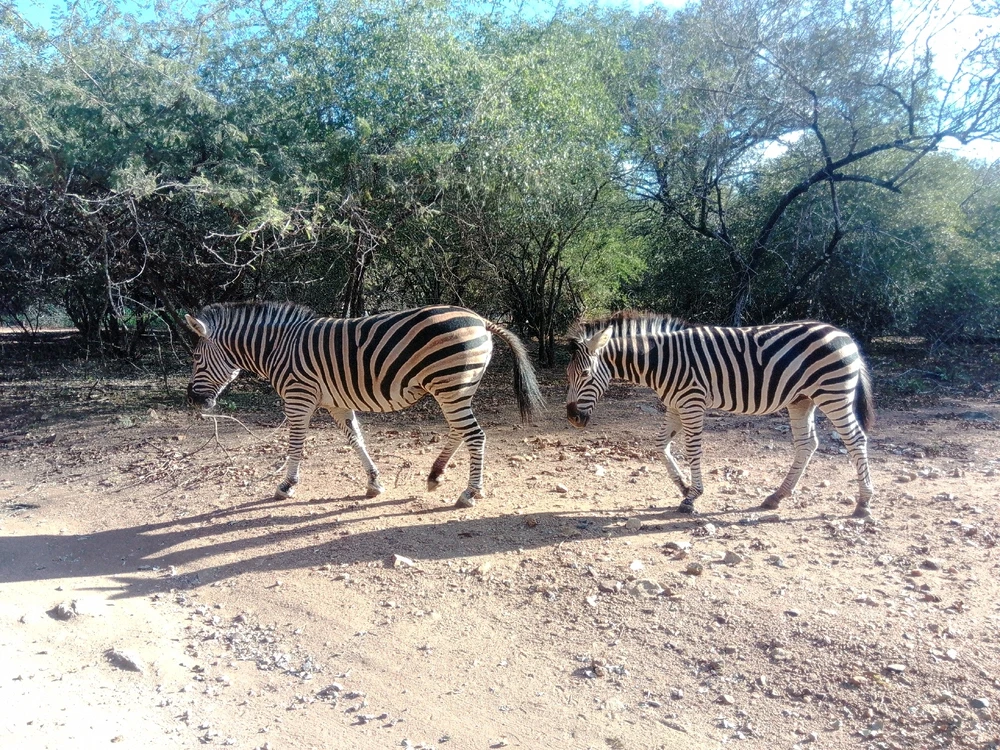 Image uploaded by Hein