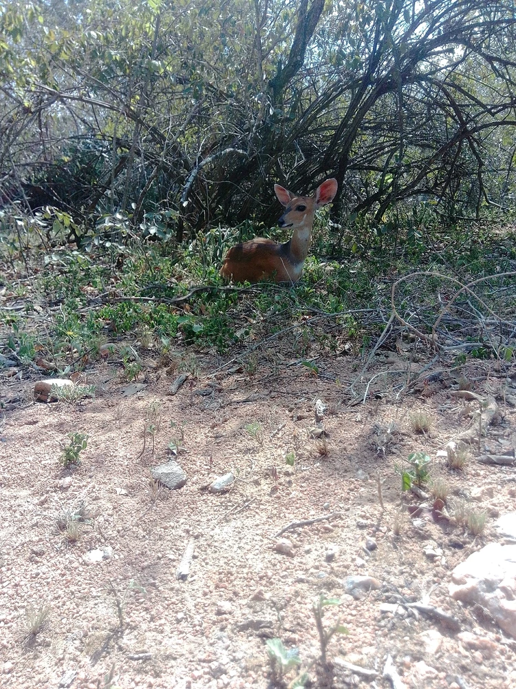 Image uploaded by Hein