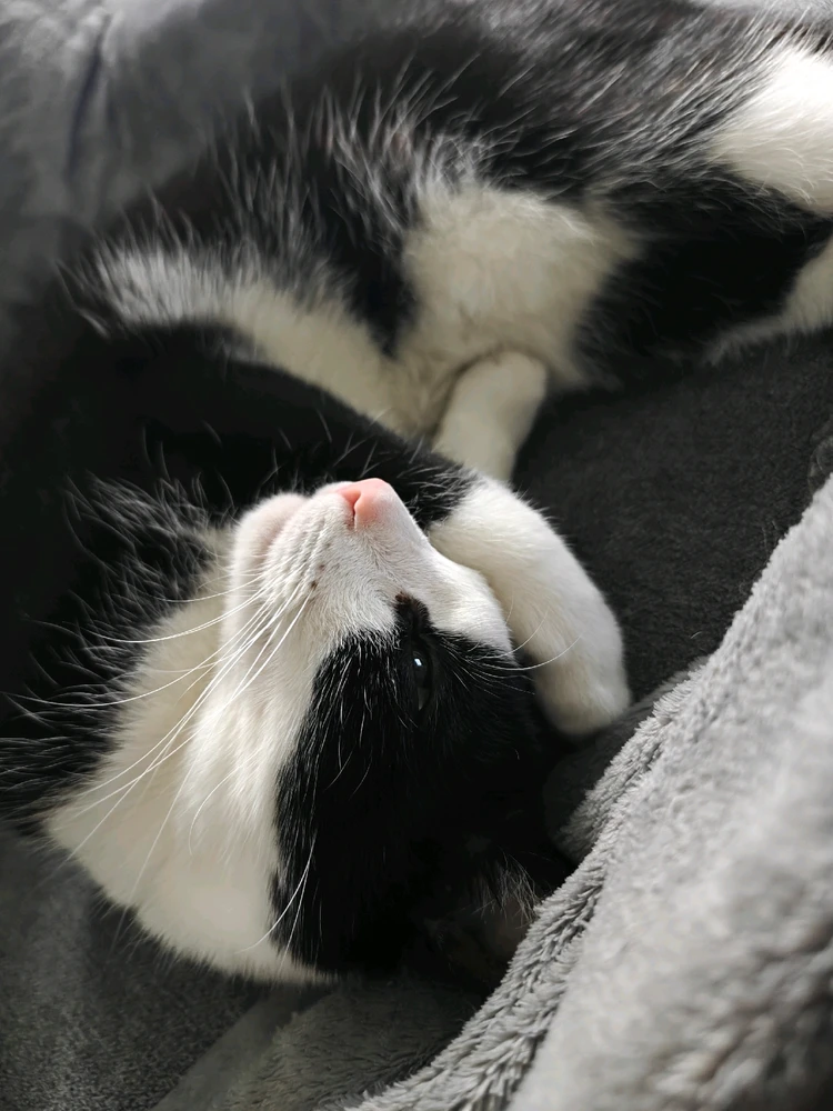 GIF hochgeladen von Tobias