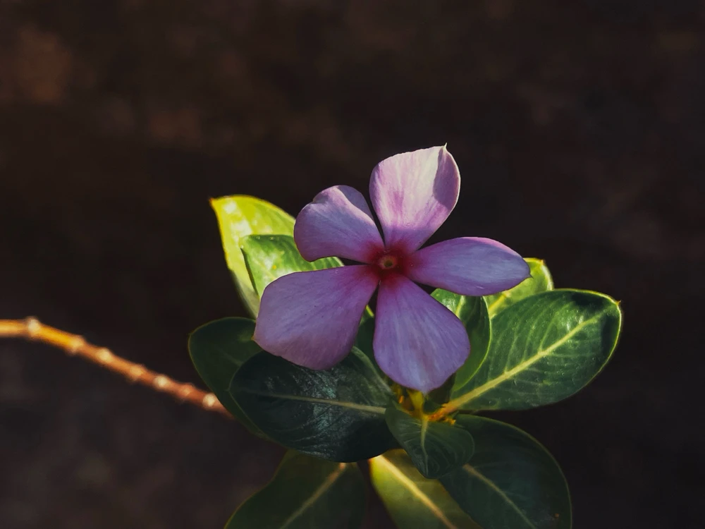 Image uploaded by Ｎｉｇａｍ