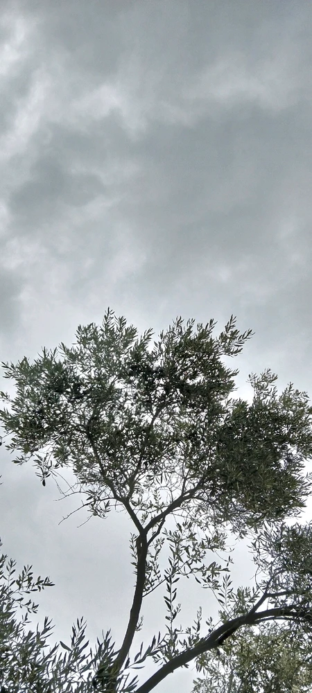 Çağatay Mustafa tarafından yüklenen GIF