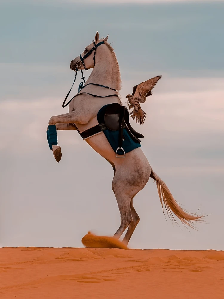 GIF رفعها Mohammed