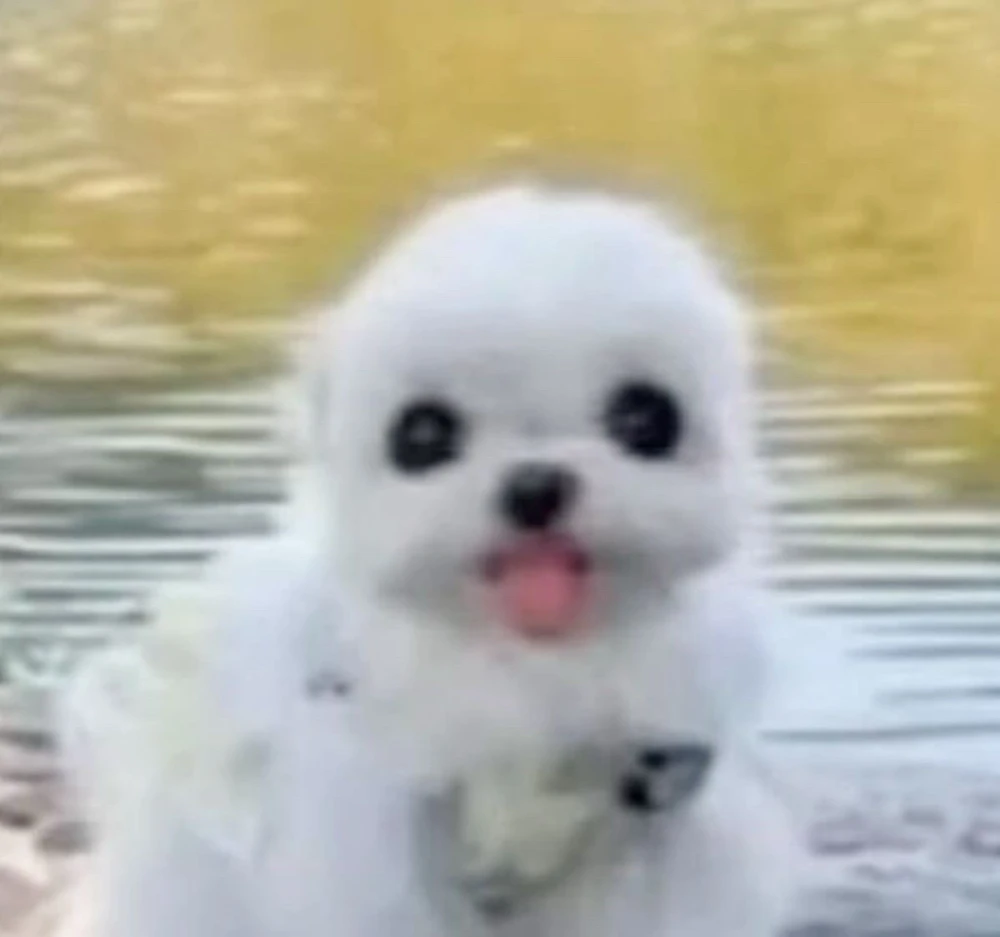 GIF subido por meg