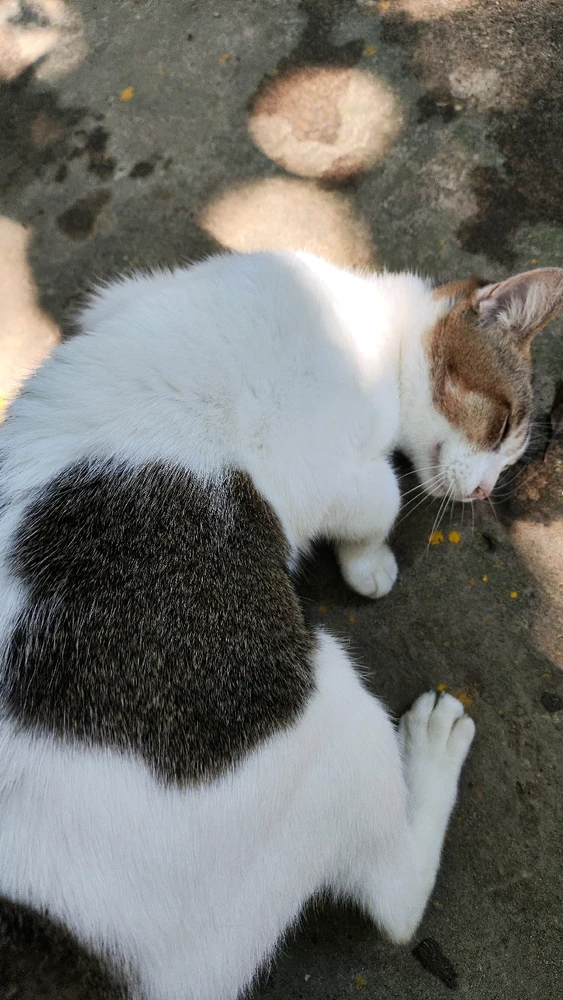 Image uploaded by Maple