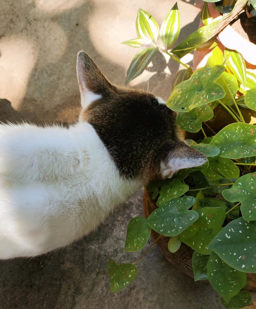 Image uploaded by Maple