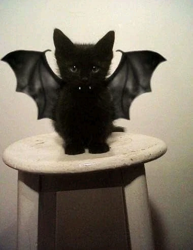 GIF uploaded by DezzieDee