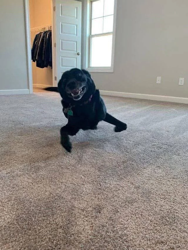 GIF uploaded by Dylan