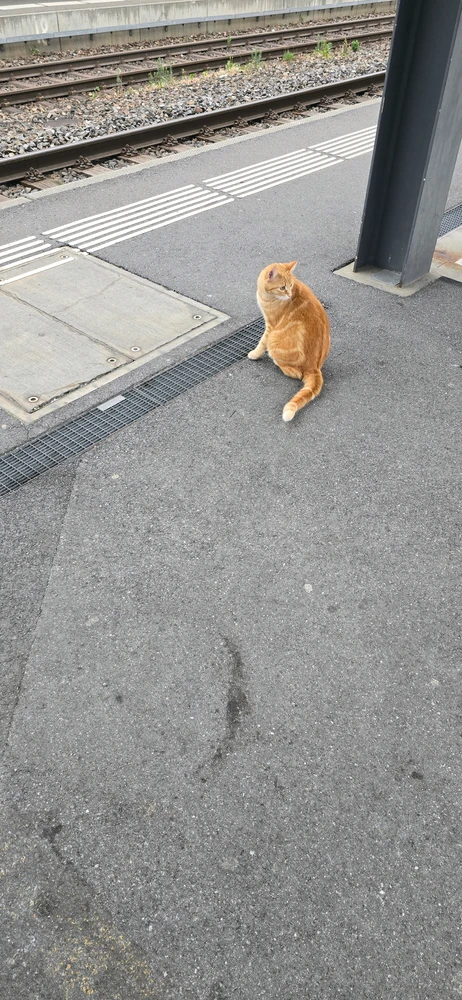 GIF hochgeladen von Nezzo