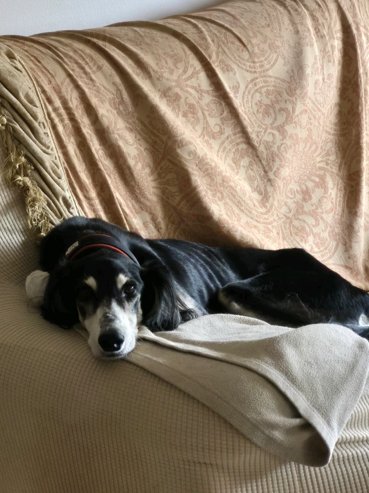 GIF uploaded by 𝖑𝖆𝖗𝖘