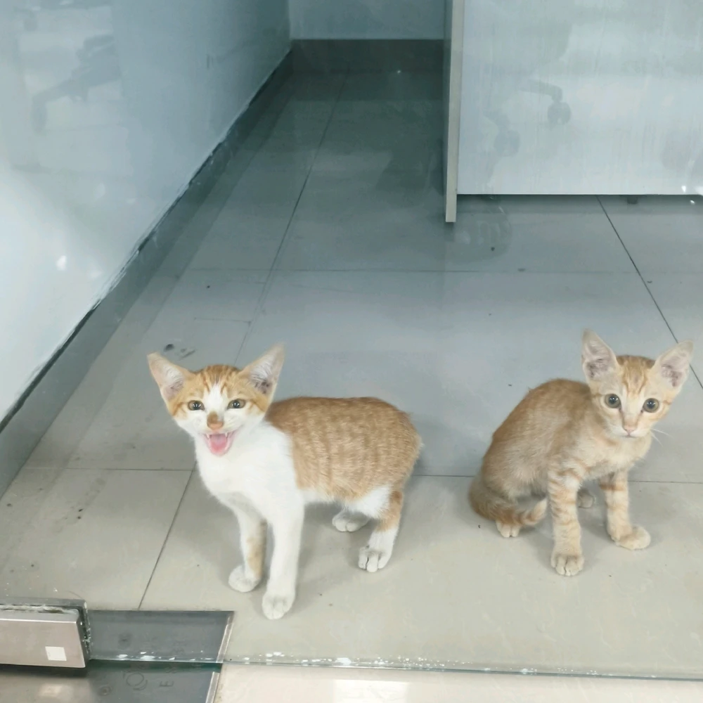 GIF uploaded by Nilu/ Niru