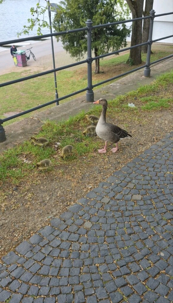 GIF hochgeladen von Aerodactyl
