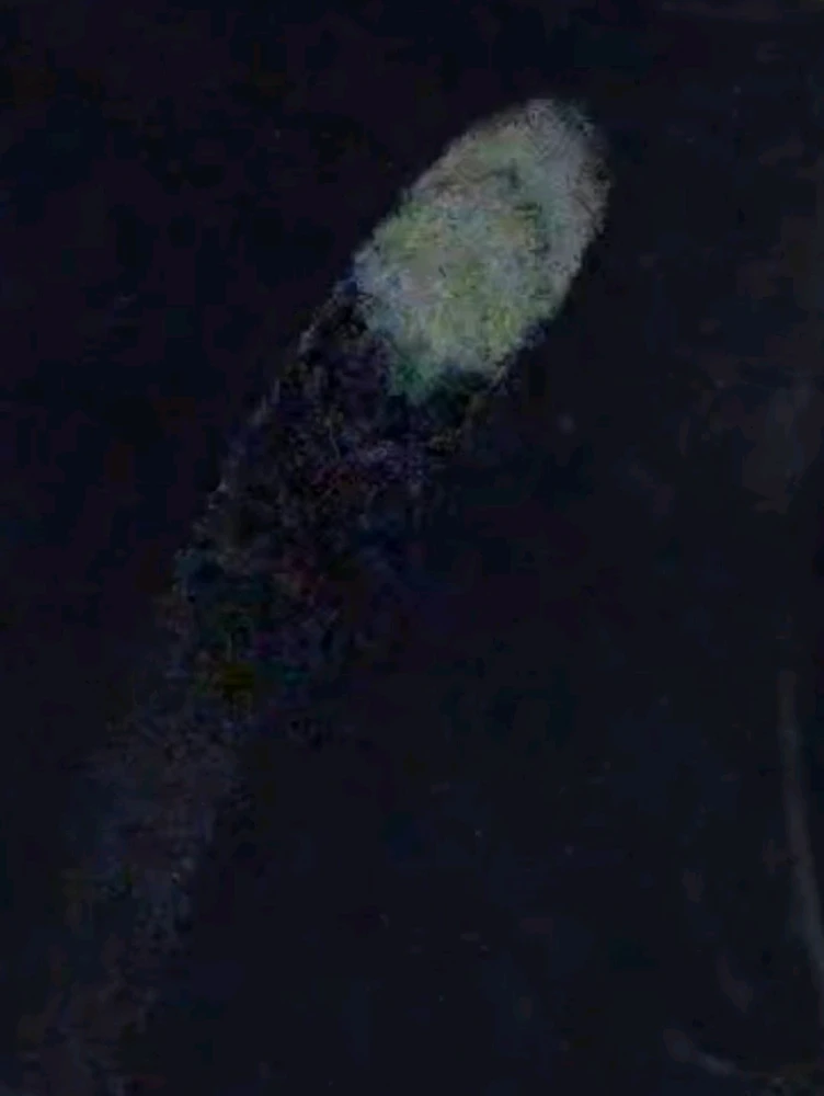 Image uploaded by Ever B