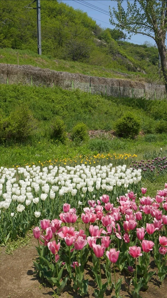 Image uploaded by Kunu