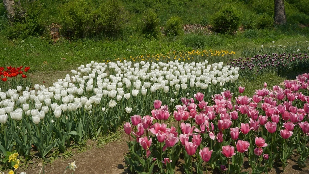 Image uploaded by Kunu