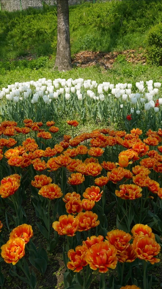 Image uploaded by Kunu