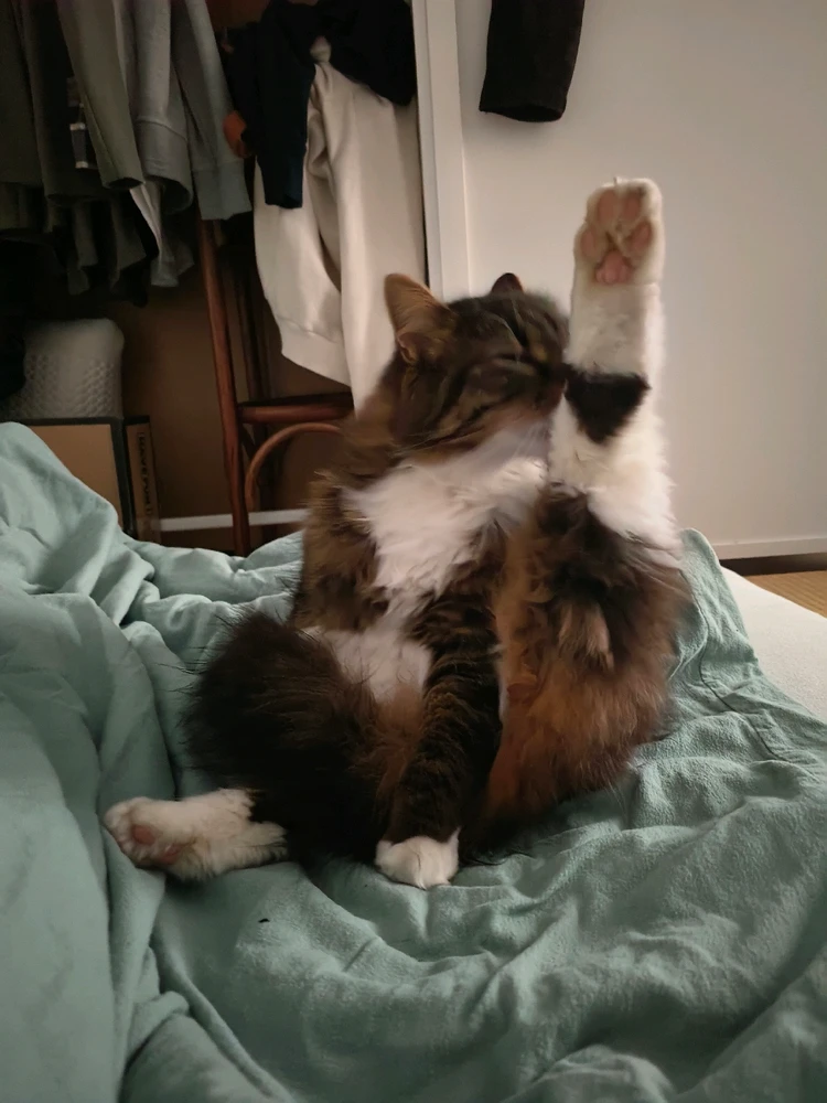 GIF hochgeladen von Thomas
