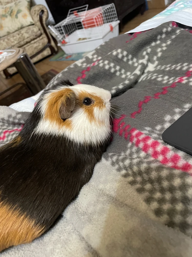 Meu Teddy