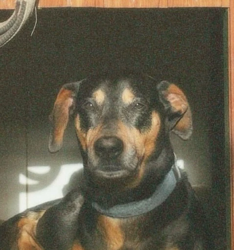 Meu Nico
