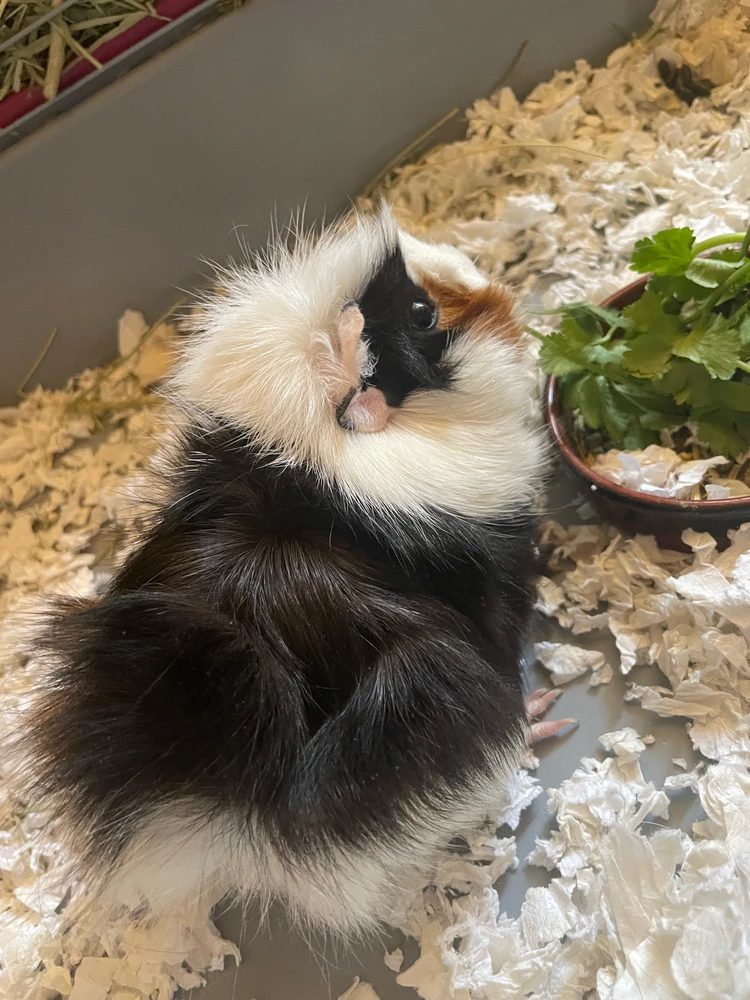 Minha Stella