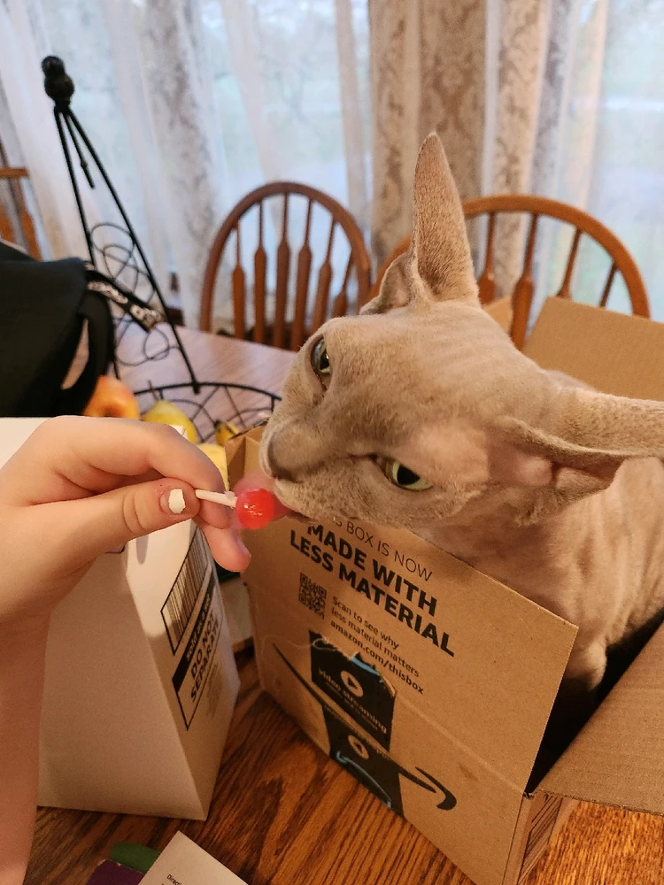 GIF uploaded by Petal