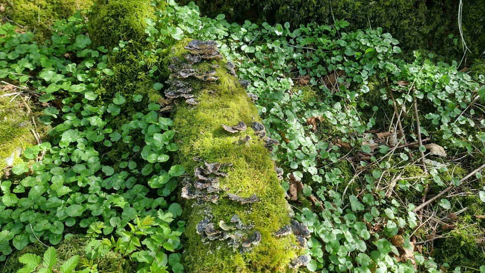 Image uploaded by Sigve