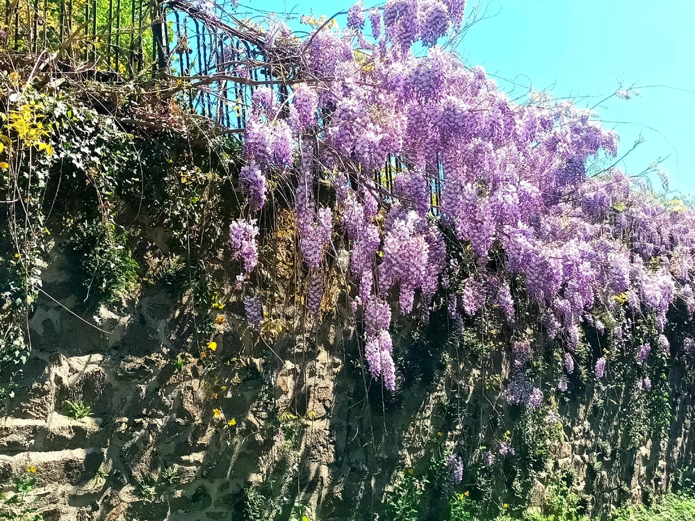 Image ajoutée par Cymoriel🦋
