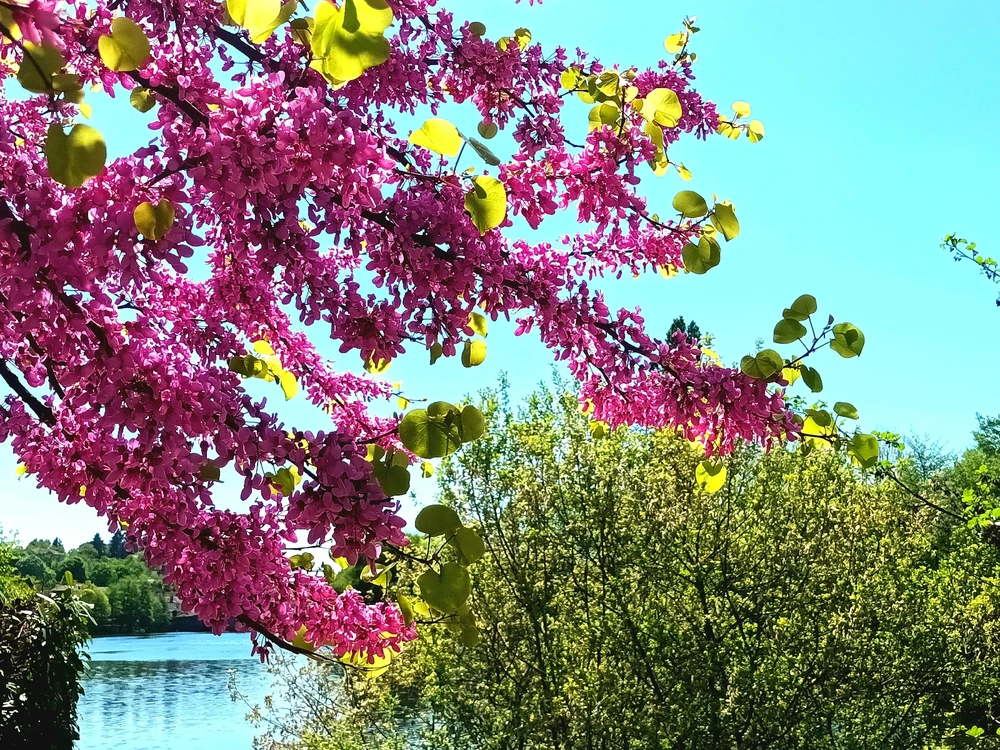 Image ajoutée par Cymoriel🦋