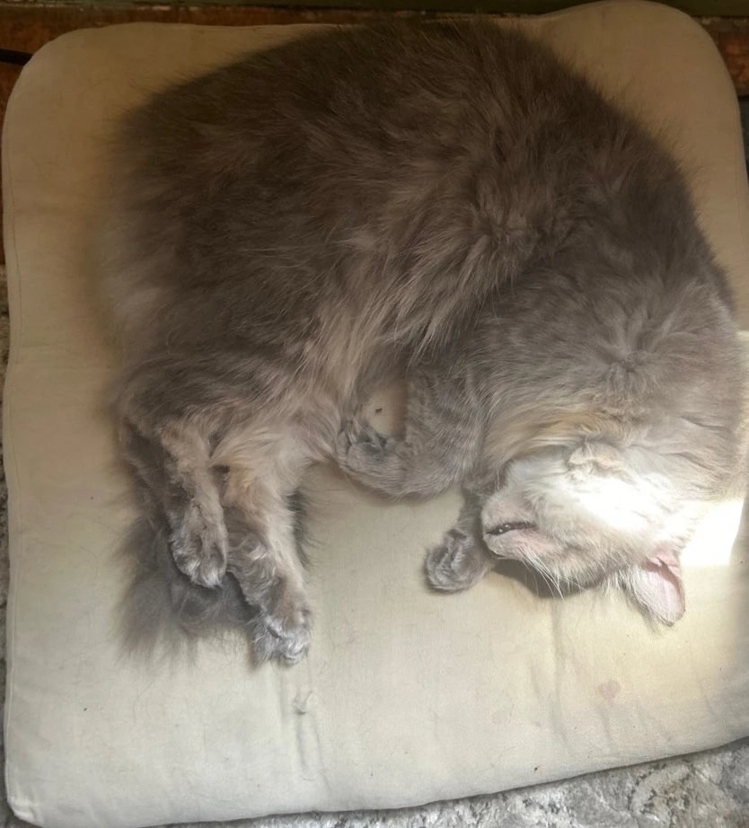 Taking a nap