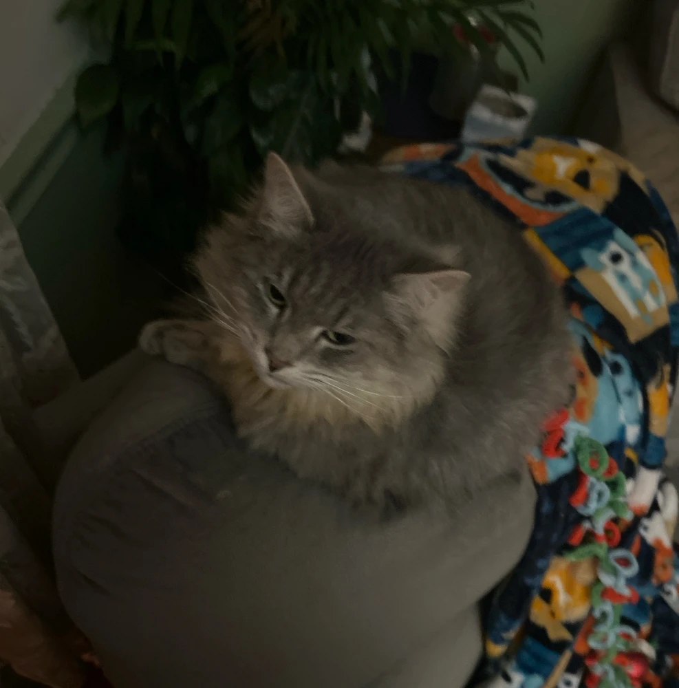 Laying on the back of her chair