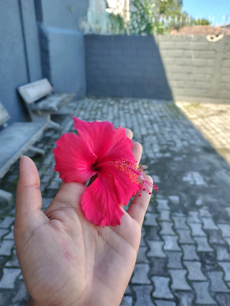 Imagem enviada por Shaia