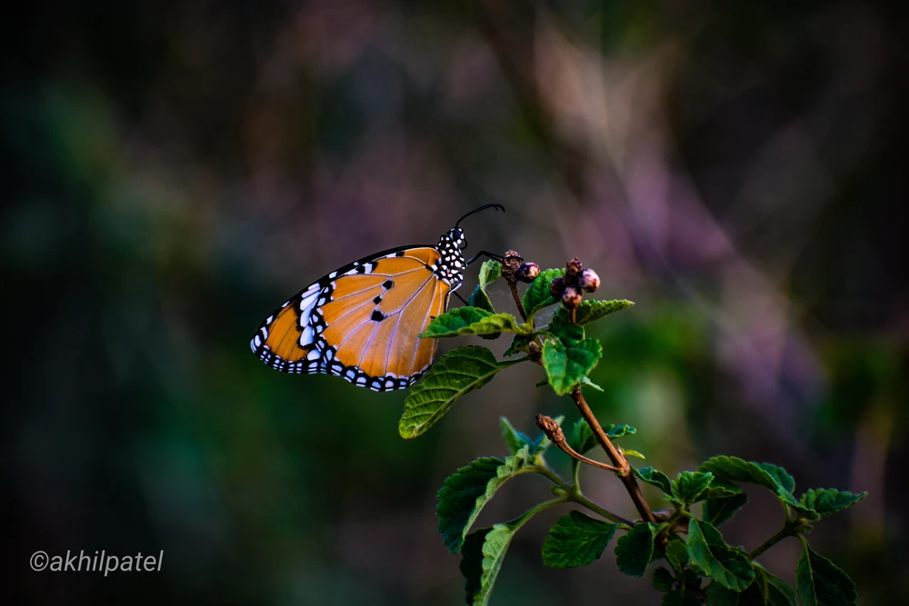 GIF uploaded by Akhil Patel