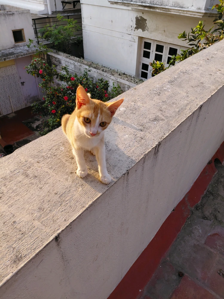 Sushanth 上傳的 GIF