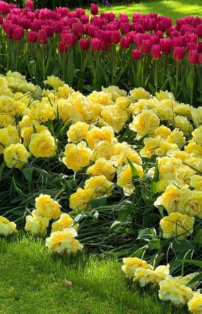 Image uploaded by Sang Li