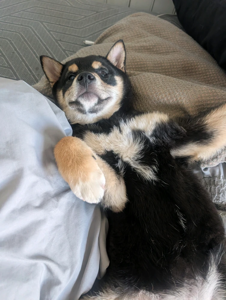 GIF uploaded by Stu
