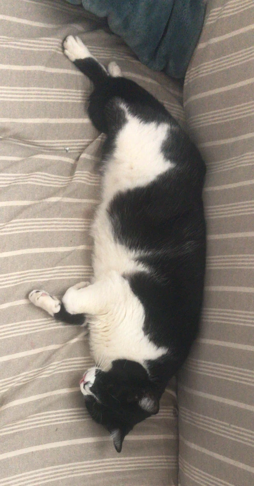 GIF uploaded by Tristan