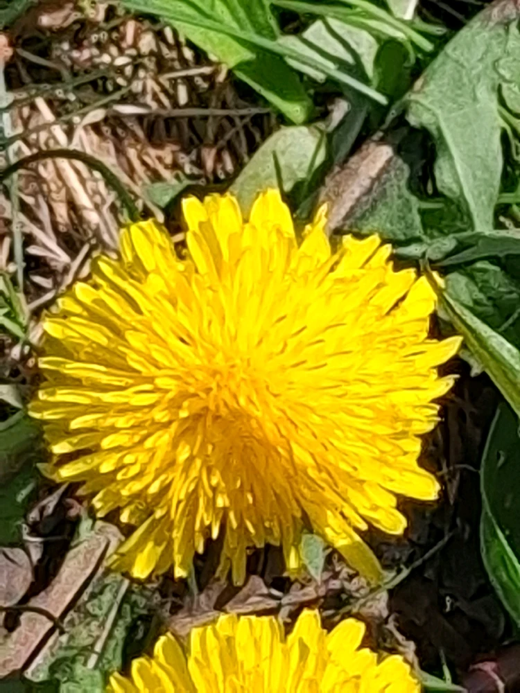 Obrázek nahrál Vydlák z Maloměsta