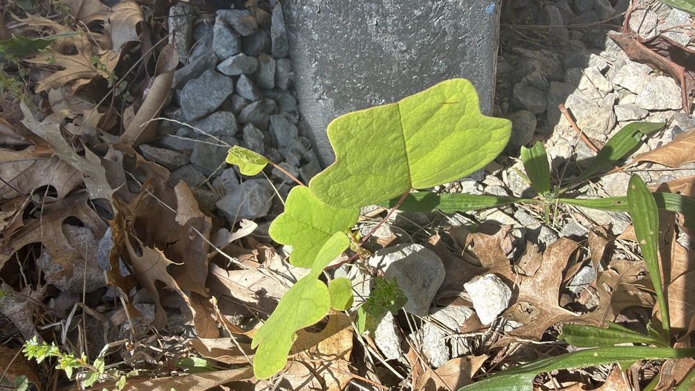 GIF uploaded by Jack