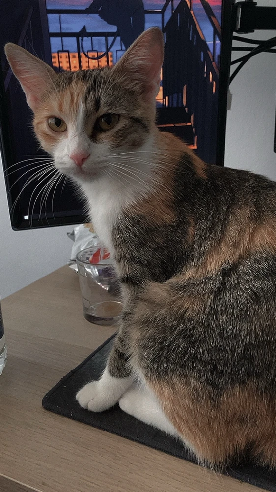 GIF încărcat de Ana
