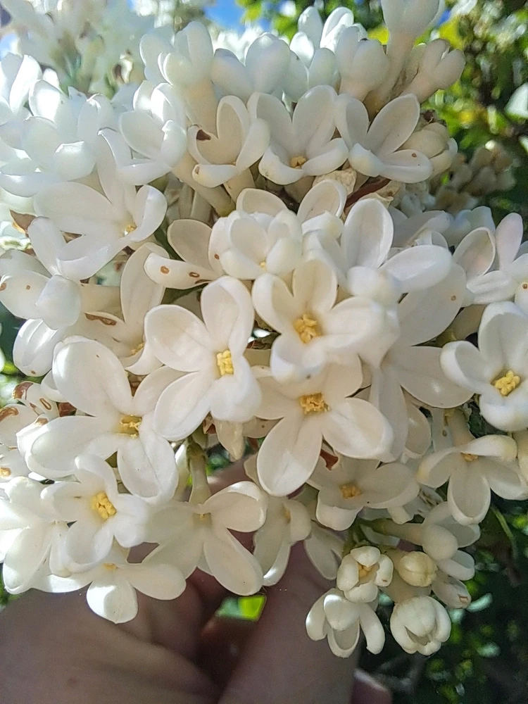 Image ajoutée par Angélique