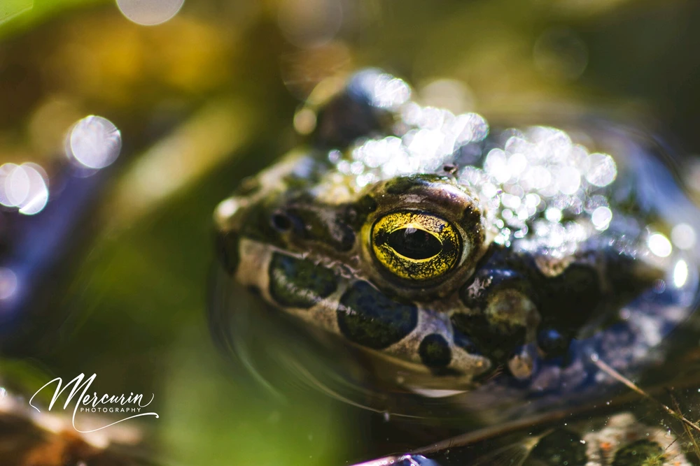GIF hochgeladen von 🌑 Cedric 🌕