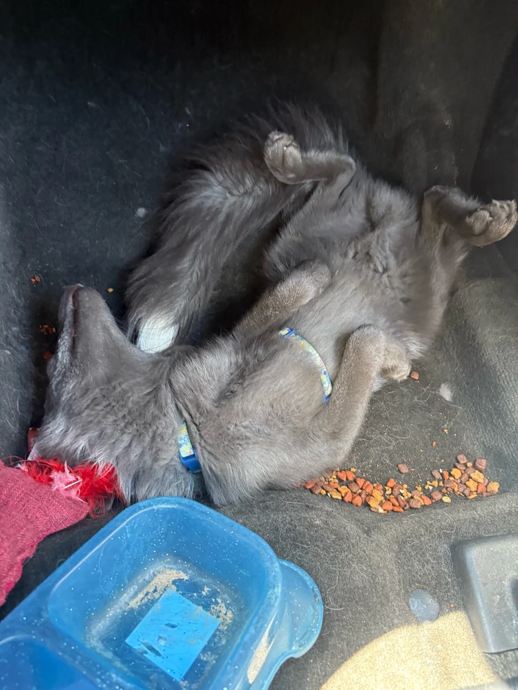 GIF uploaded by Brody