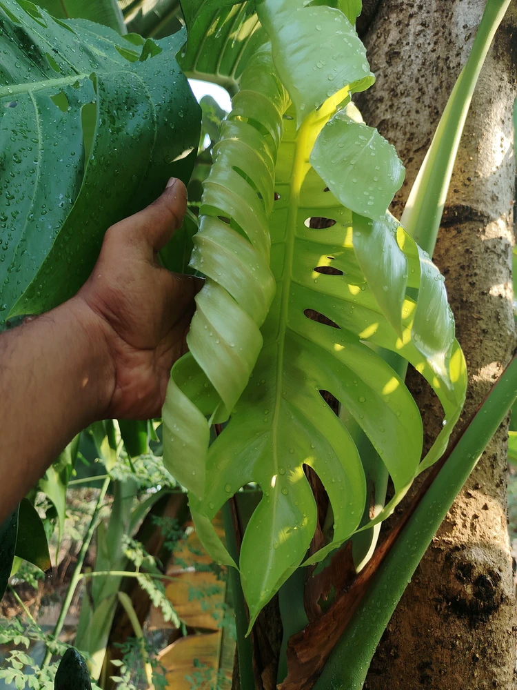 Image uploaded by sebastian