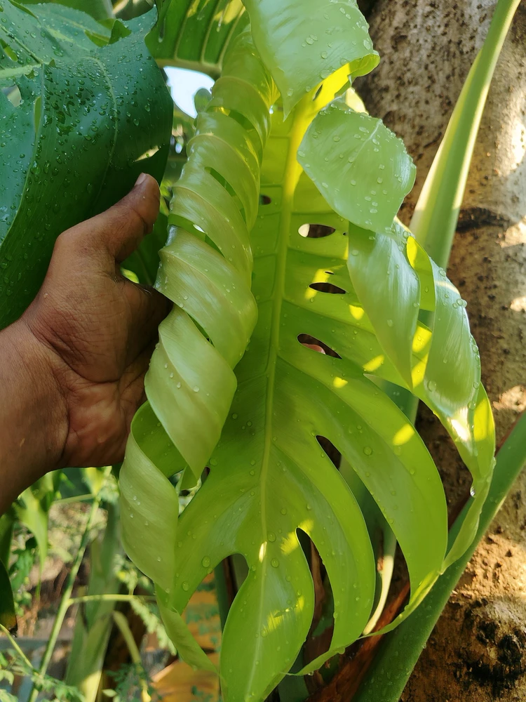 Image uploaded by sebastian