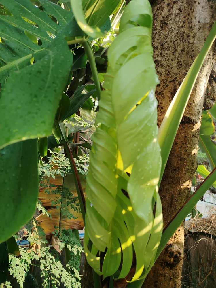 Image uploaded by sebastian