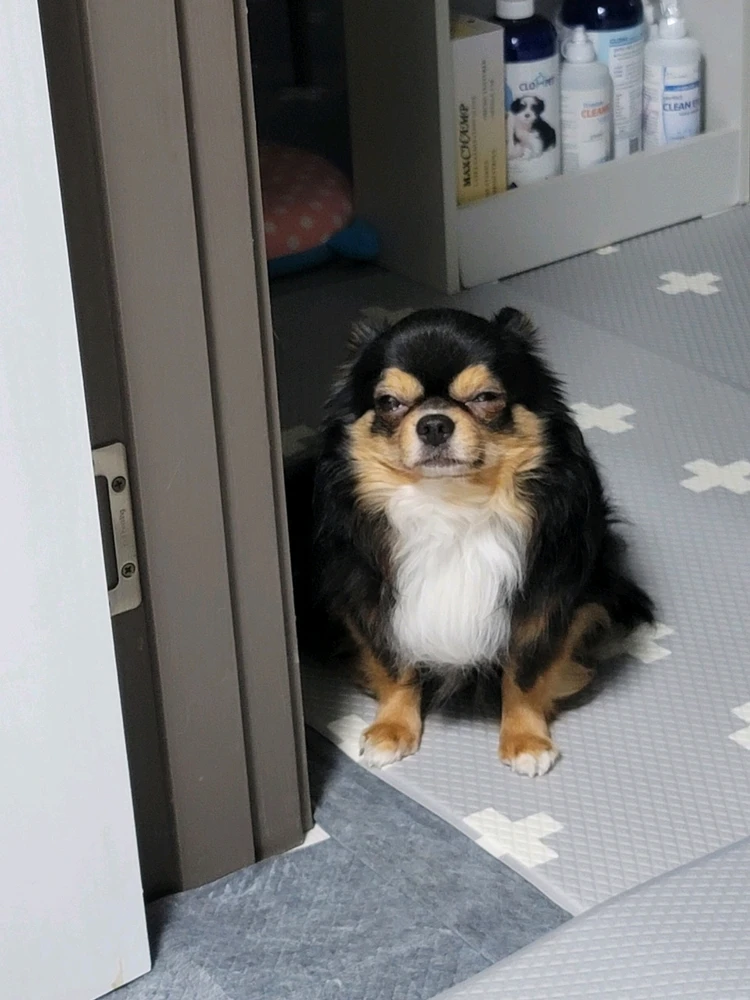 쫑아토님이 올린 GIF