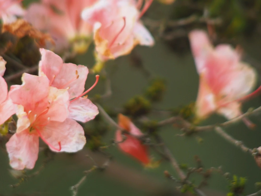 Image uploaded by Sata