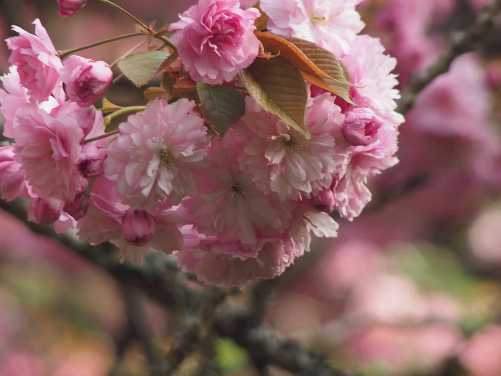 Image uploaded by Sata
